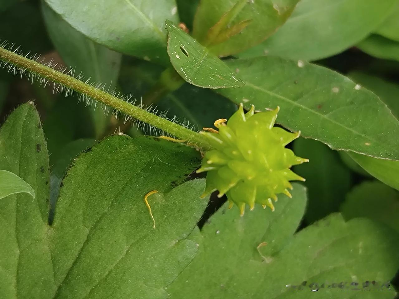 这个拥有有点像流星锤果实的植物，我们一起来看看是什么呢！

毛茛（拉丁学名：Ra
