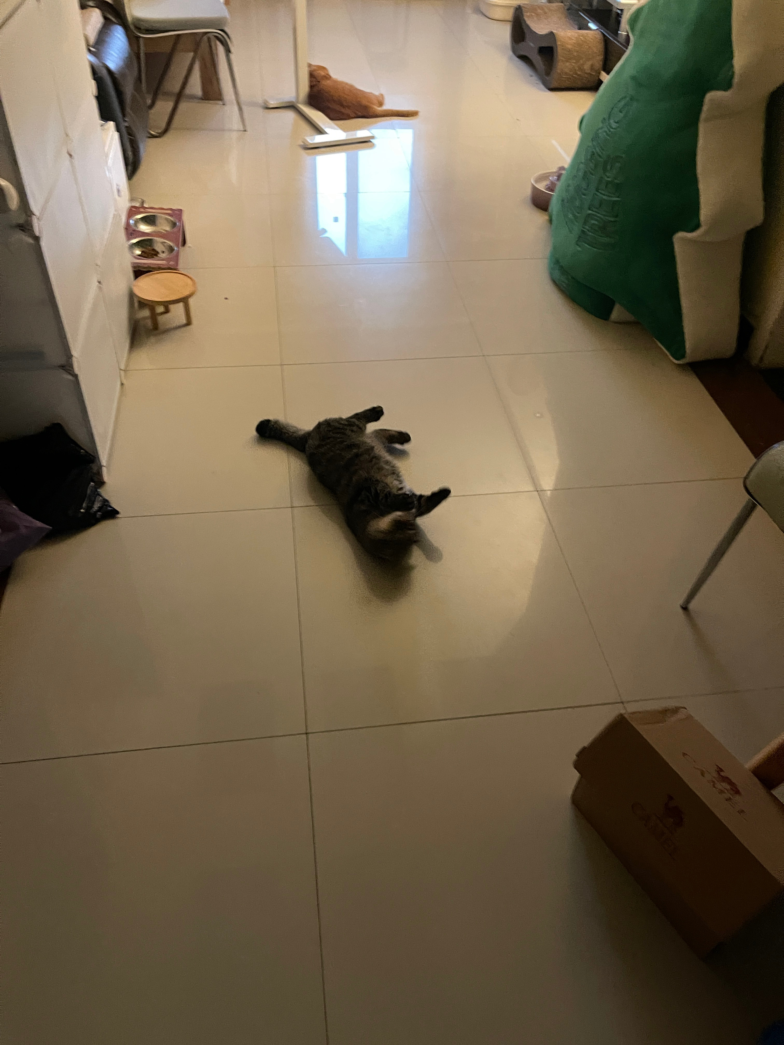 笑s 奇了怪了 一开空调肉肉就出来了 我刚才还在想它在哪趴着 没见着猫 