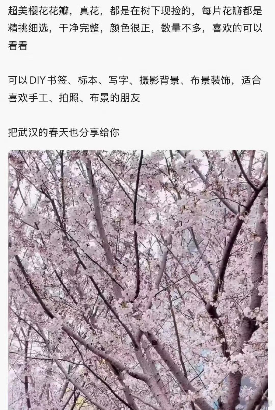 广东人捡木棉花挂闲鱼标价9.9一斤 广东街头木棉花飘落，有人弯腰捡起标价9.9元