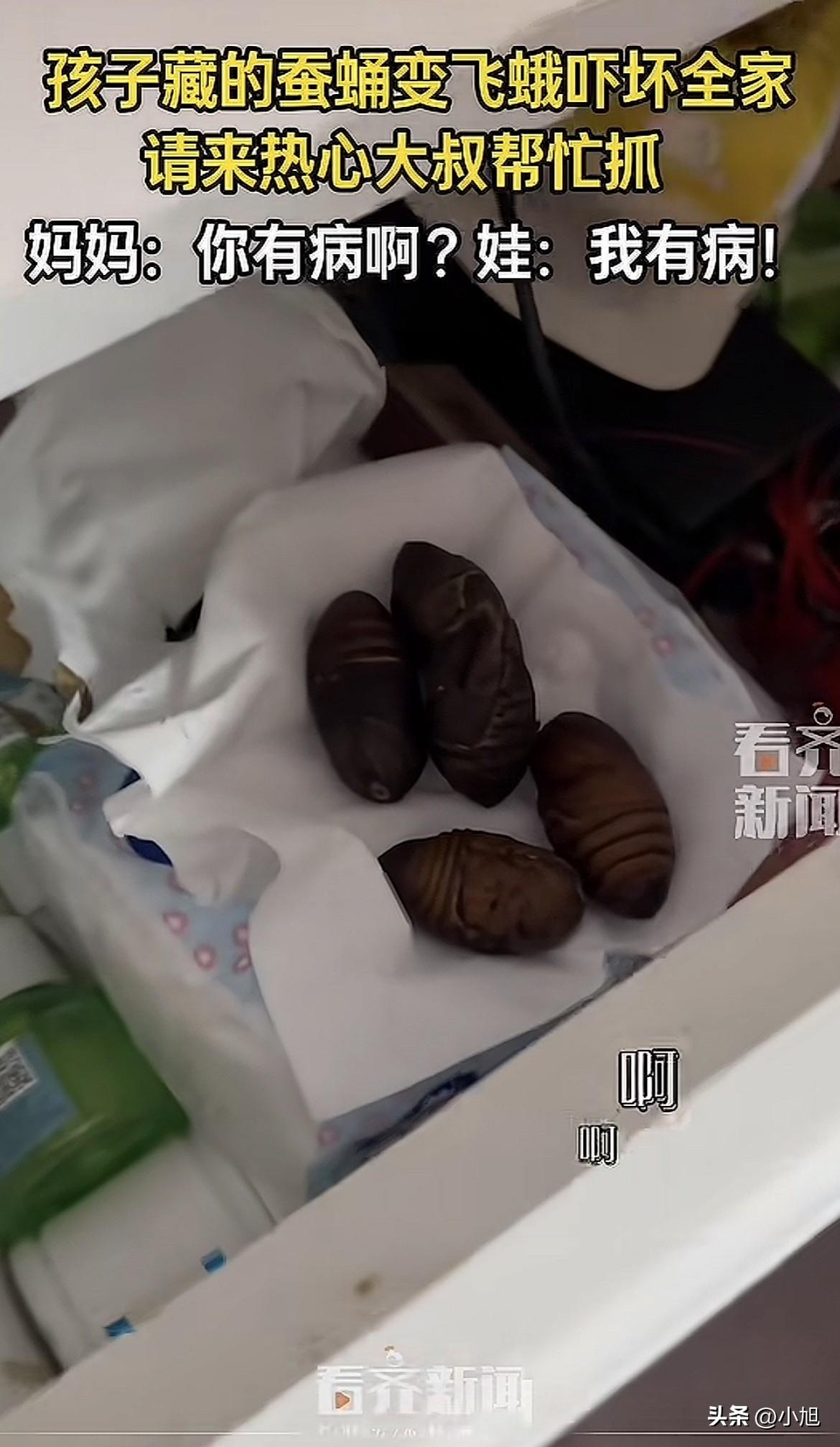 好家伙，肖女士做梦都没想到，自己家床头柜里，能飞出好几只大扑棱蛾子。

三月八号