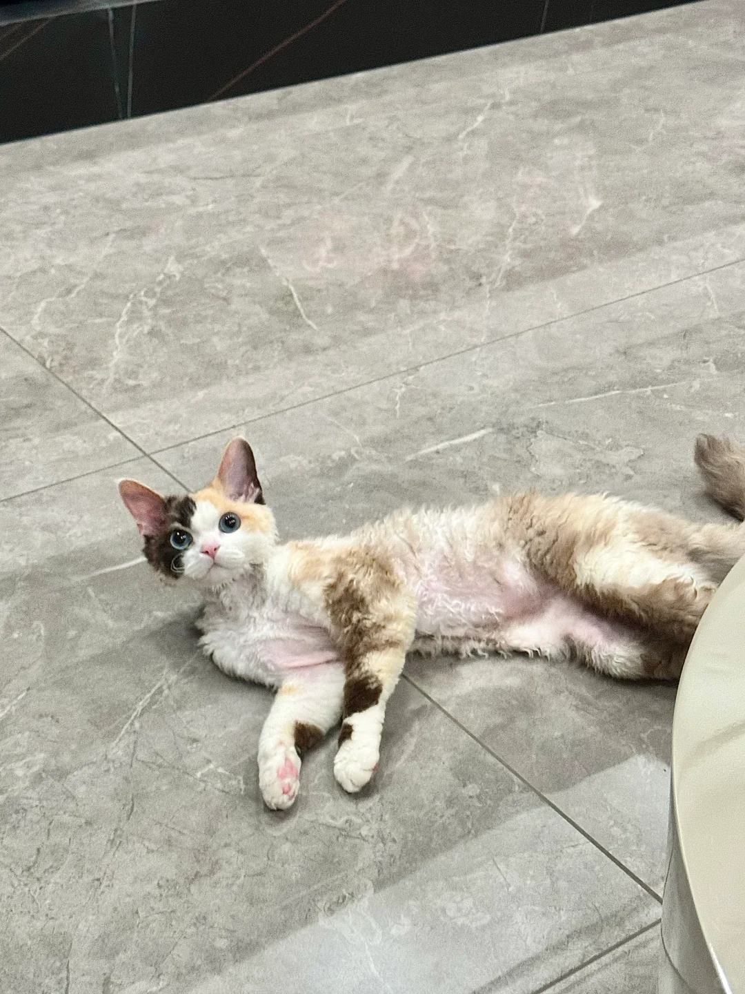 请尽情吩咐妲己～🧚‍♀️