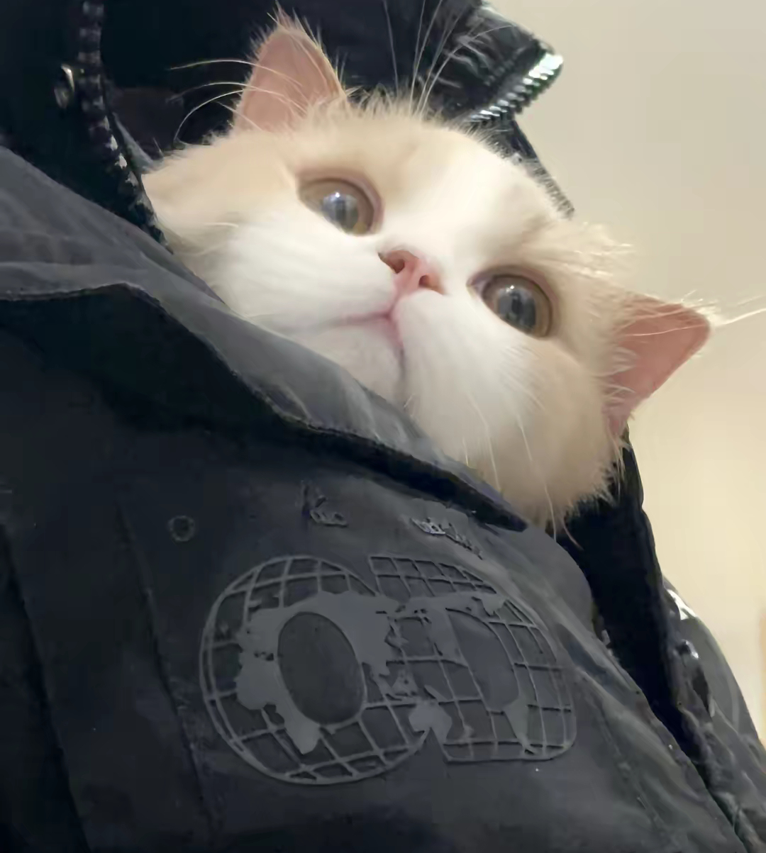完全就是小猫🐱 