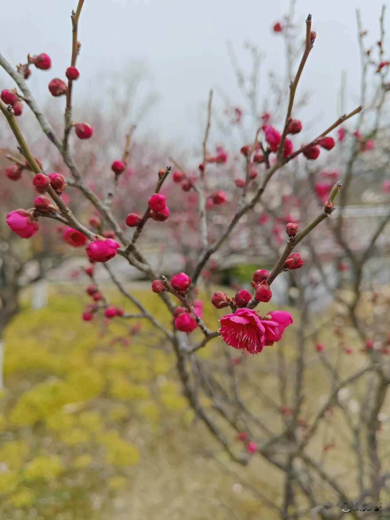 梅花