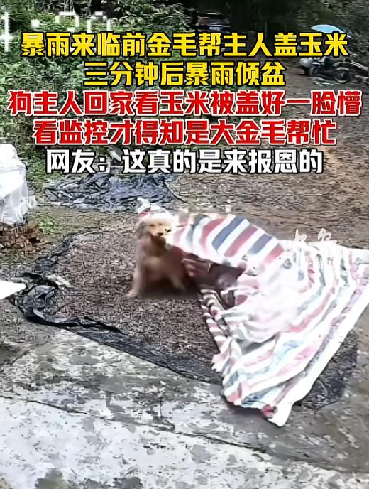 网友震惊了：广东河源，一家人农忙外出，只剩下一只老狗独自守家。突然天空下起了小雨