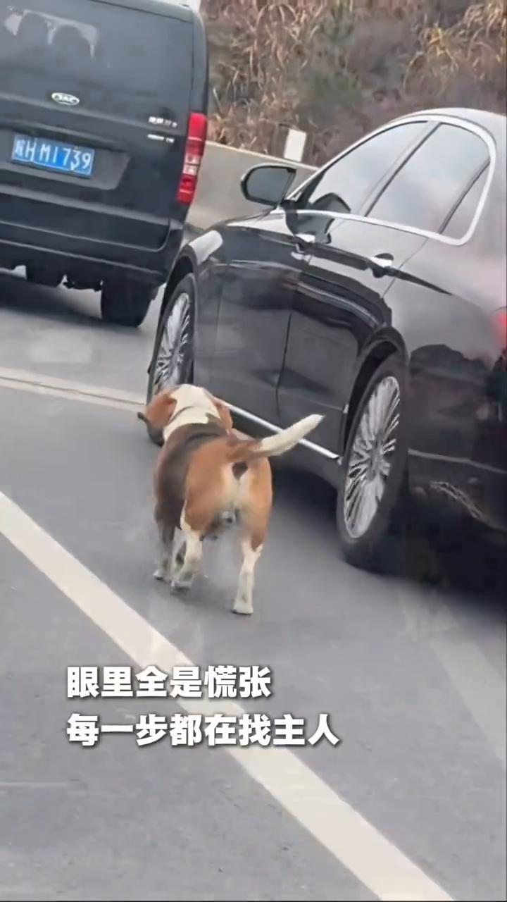 大家都在笑，觉得好玩，只有我觉得残忍吗？眼里全是慌张，每一步都在找主人。它被遗落