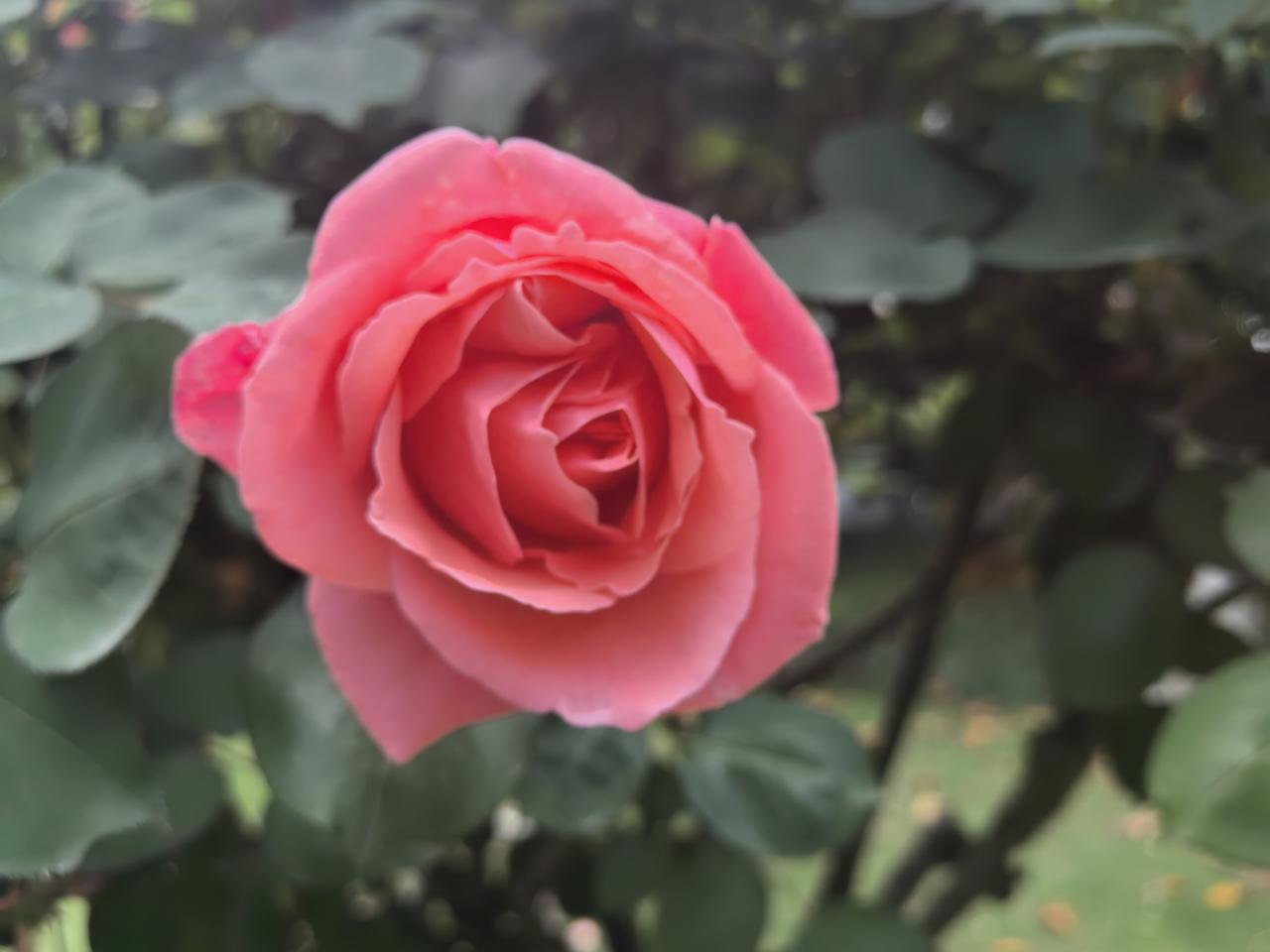 粉月季花