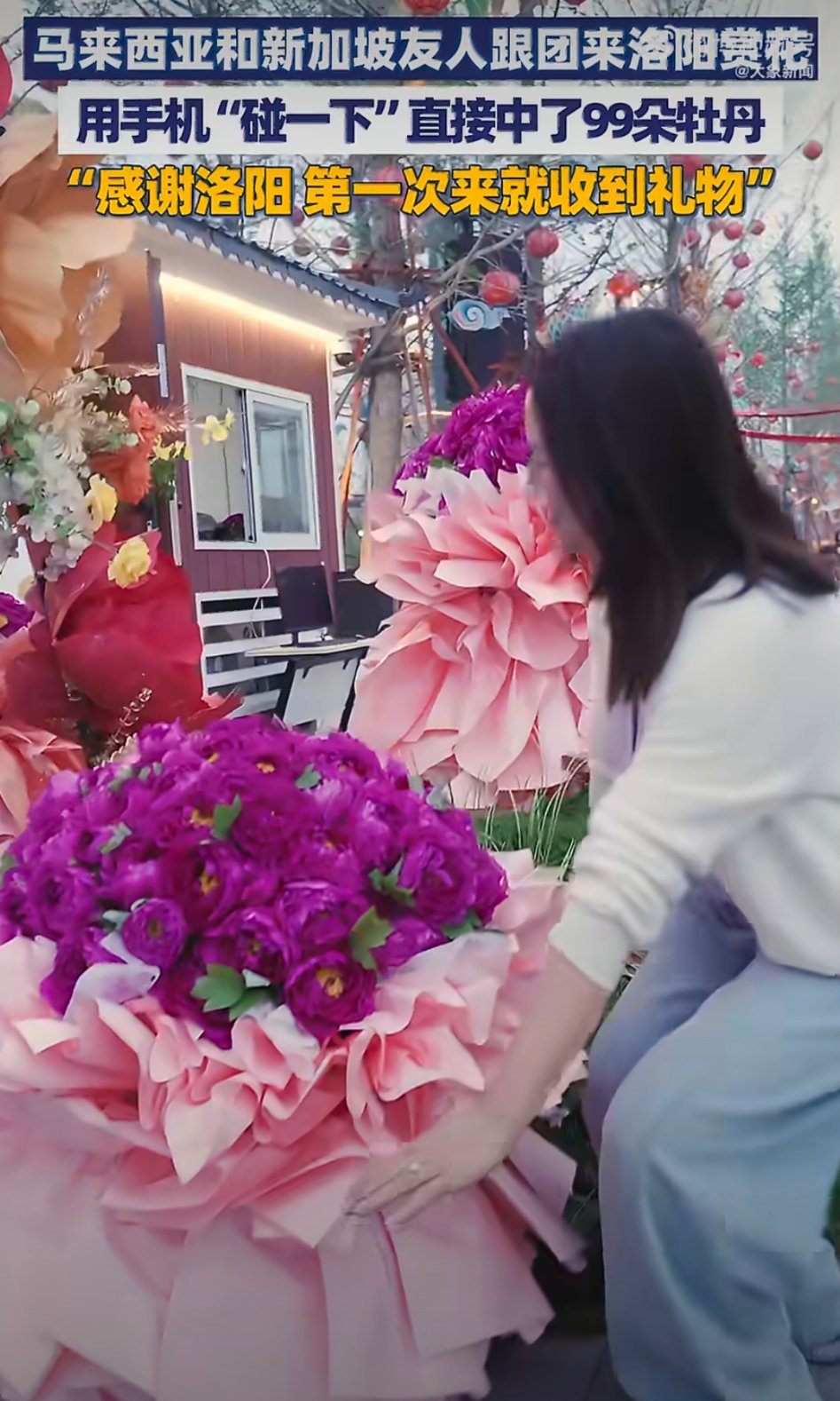 外籍友人组团来洛阳赏花 洛阳牡丹盛放引外籍游客慕名而来，花海如潮美不胜收。99朵