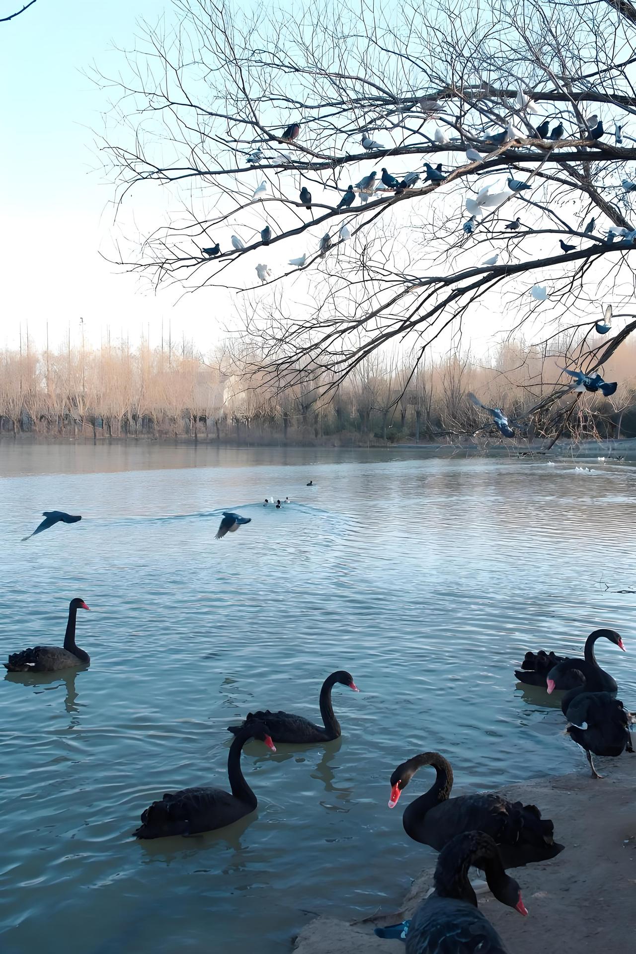 碧波荡漾
游鹅戏冬