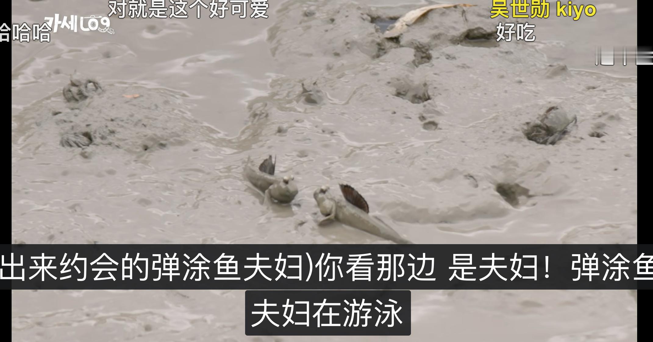 随时随地磕起来了 
