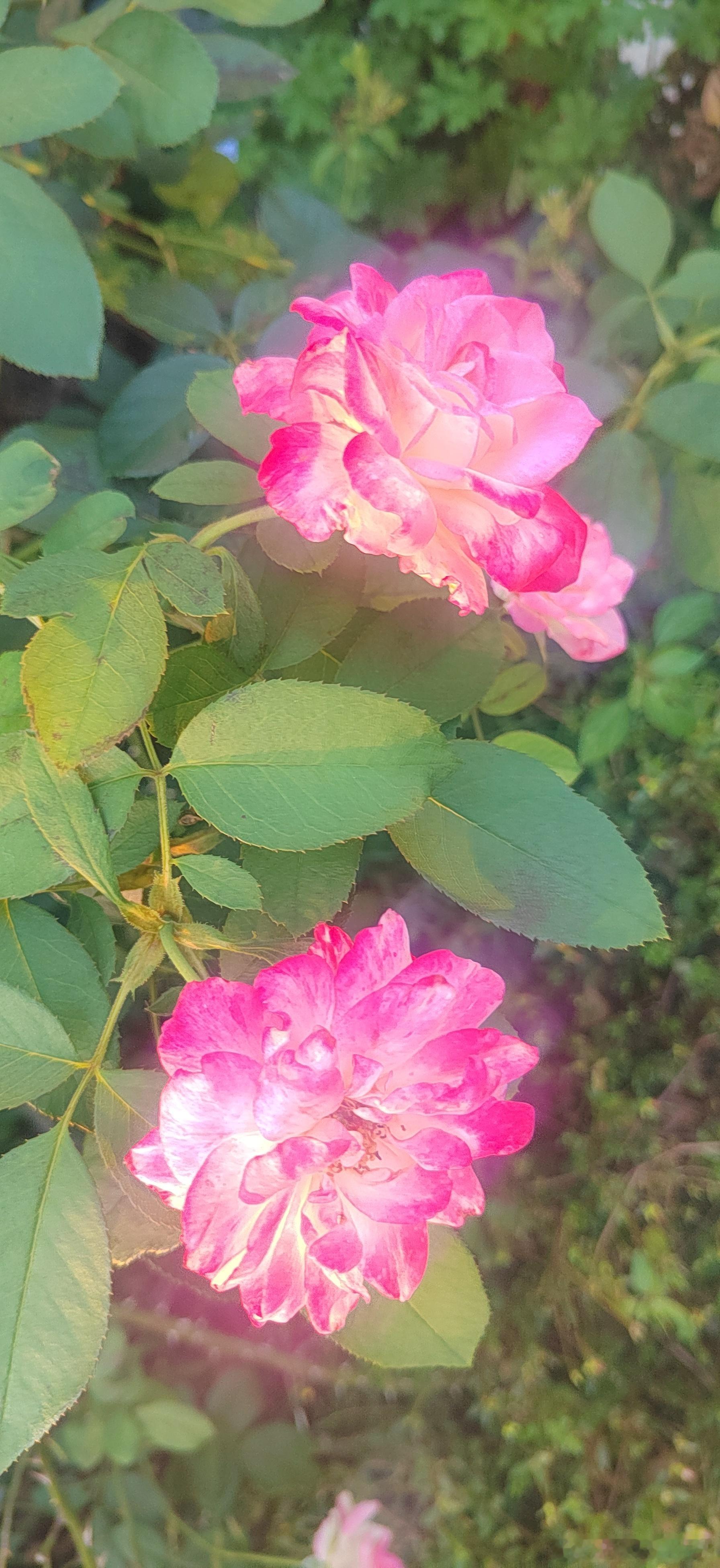 要清清白白恋爱，正正经经交往，清清楚楚分手。清清白白恋爱分手 东莞