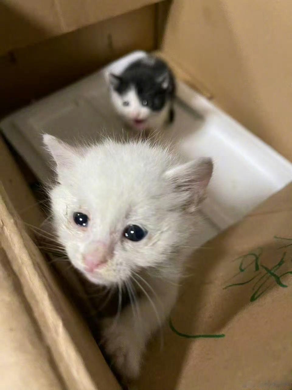 孙俪收养的流浪猫去世孙俪通过个人微博发布长文，公布了这一消息。去世的猫咪名叫“加