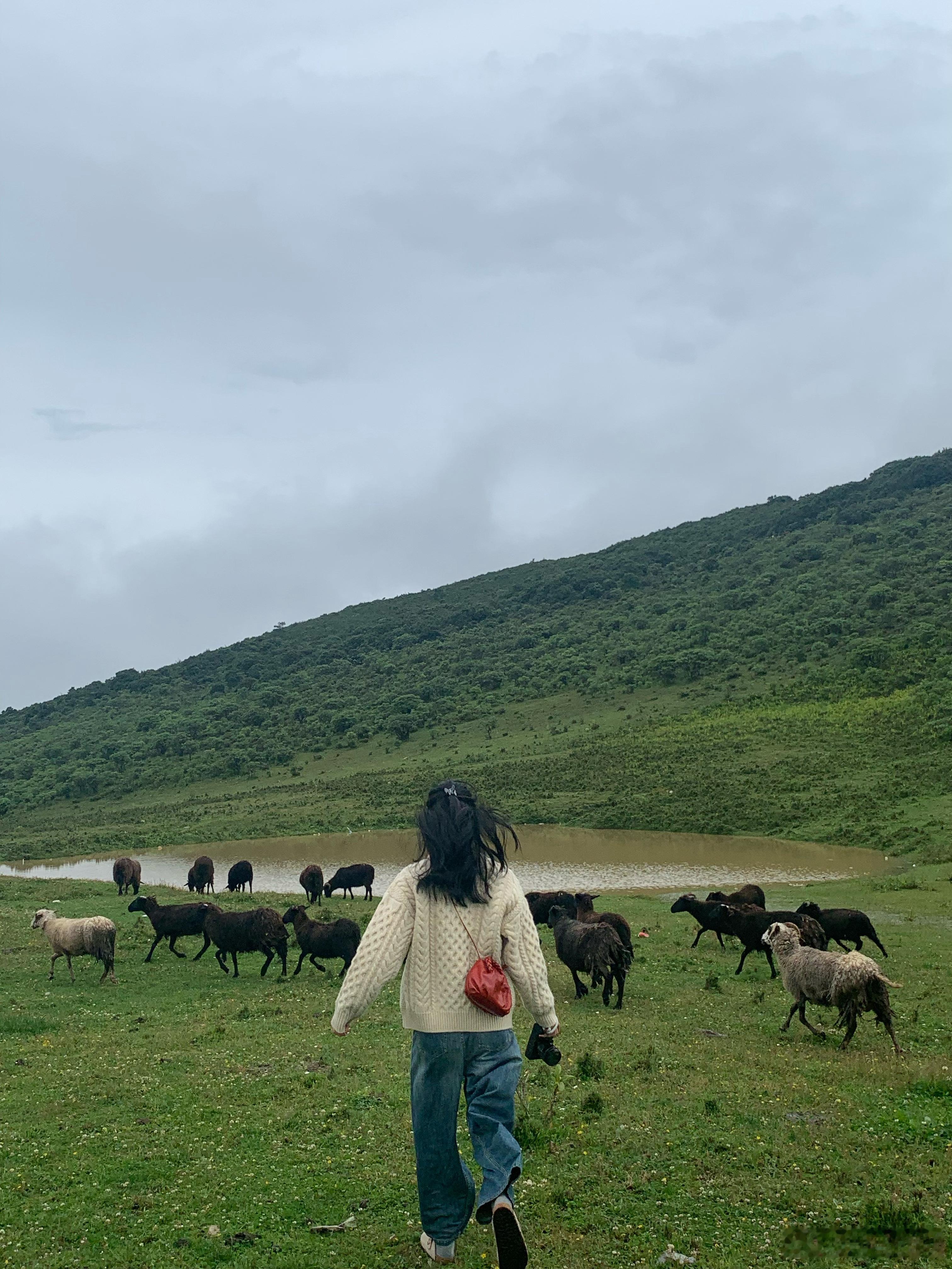 好喜欢布拖喜欢大凉山的烤小猪肉和烤洋芋山上很多成群的牛羊马都是没有人管的刚开始我