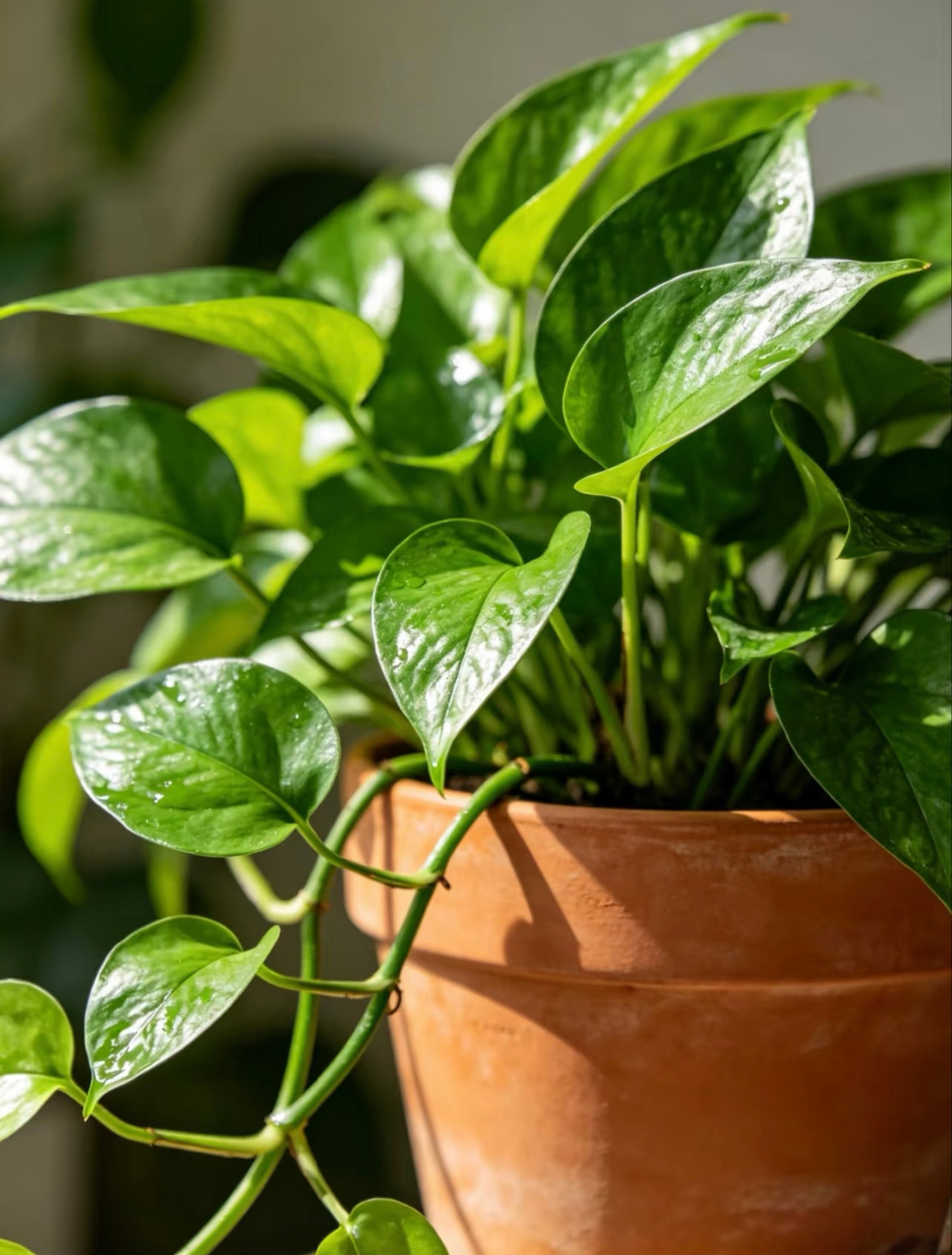 绿萝的种植一、种植方式（土培/水培） 土培（更易养爆盆）1. 土壤选择：用疏松透