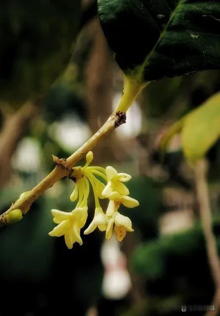 桂枝香

作者：陈亮

仙风透骨。向夏叶丛中，春花重出。骏发天香，不是世间尤物。