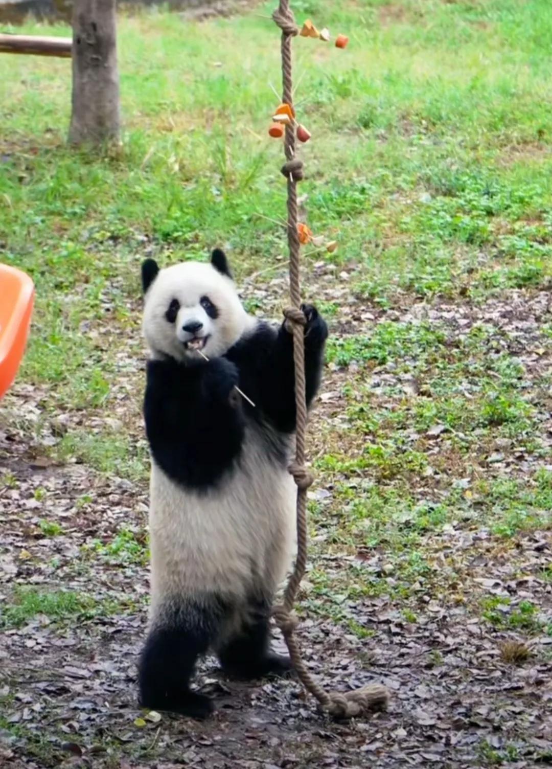 我们的渝爱再次贡献了名场面！
它怎么那么聪明呢，#大熊猫好聪明# 为了最后的果果