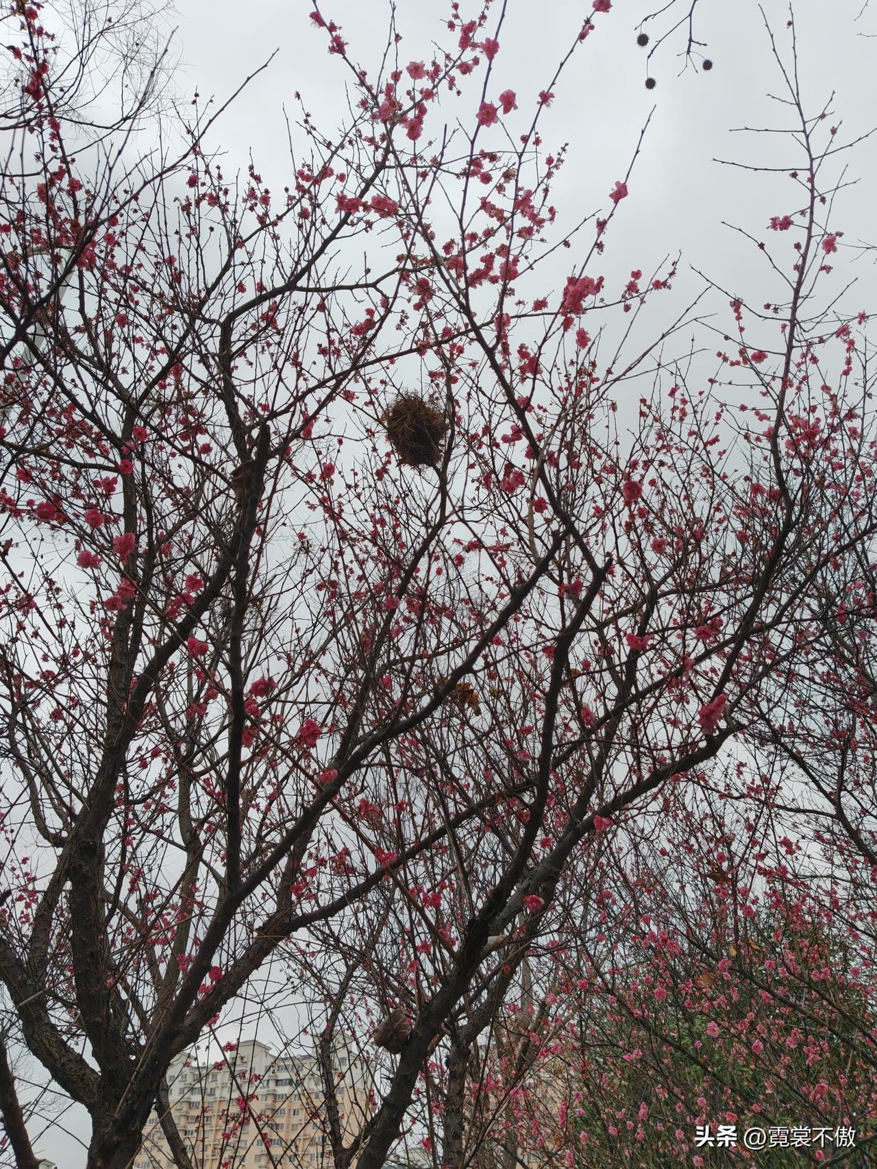 晒图笔记大赛梅花树上一个鸟窝，不知是否有鸟儿？