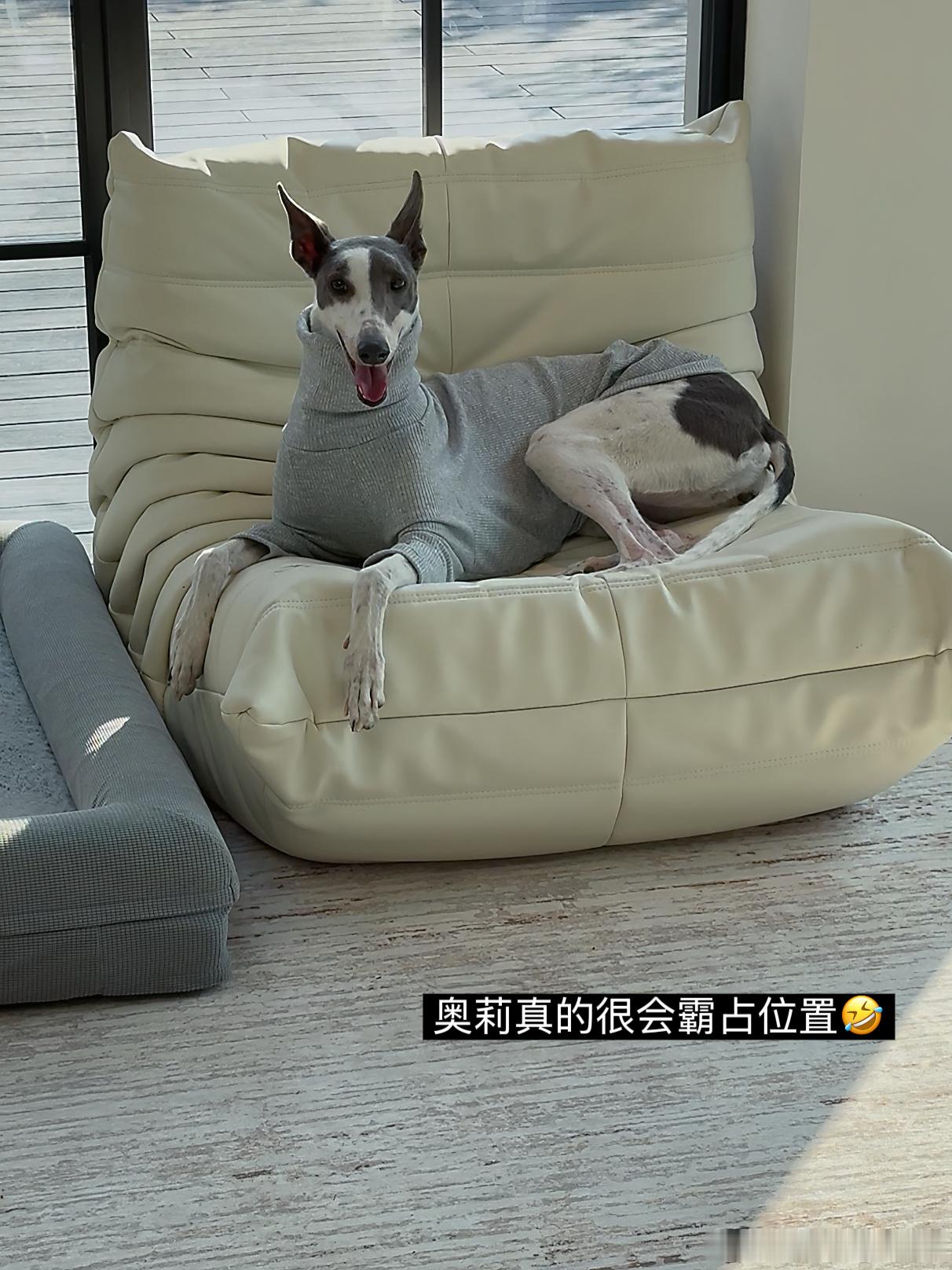 周末多陪陪我的粘人精最近的早饭都是来自家人们的各种投喂哈哈 