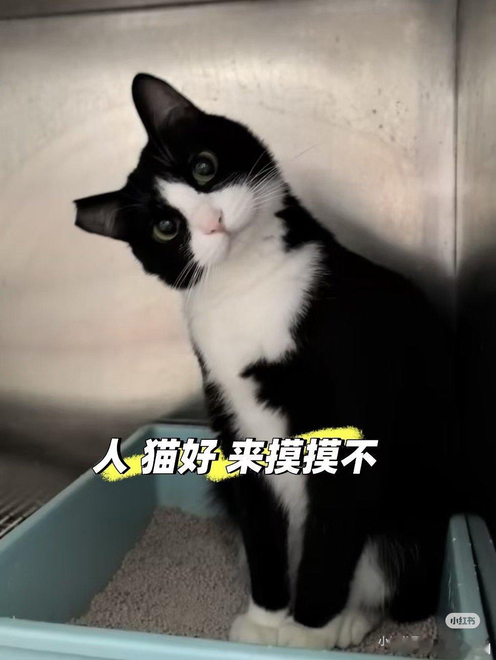 好甜好灵。面相的本质是炁色
