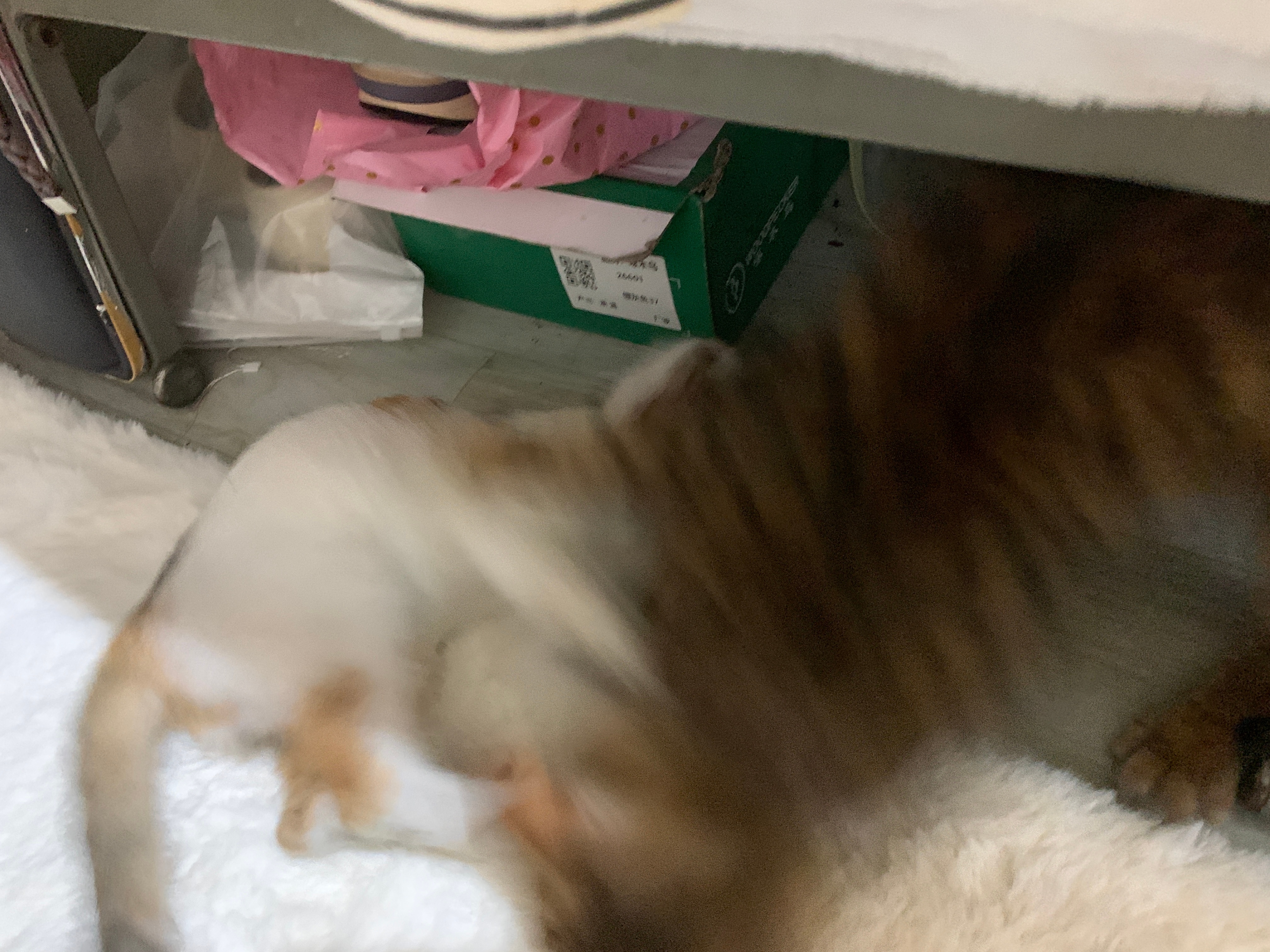 两只小猫都爱喝洗澡水真是醉了 