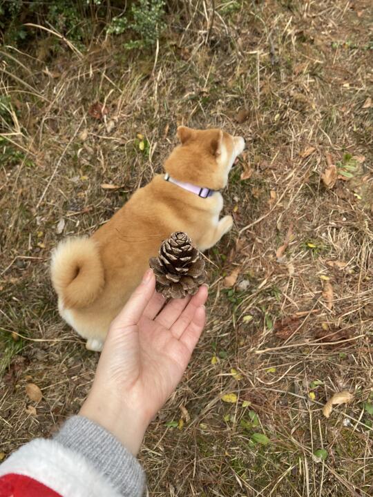 周天有狗友成都周边带狗爬山吗～