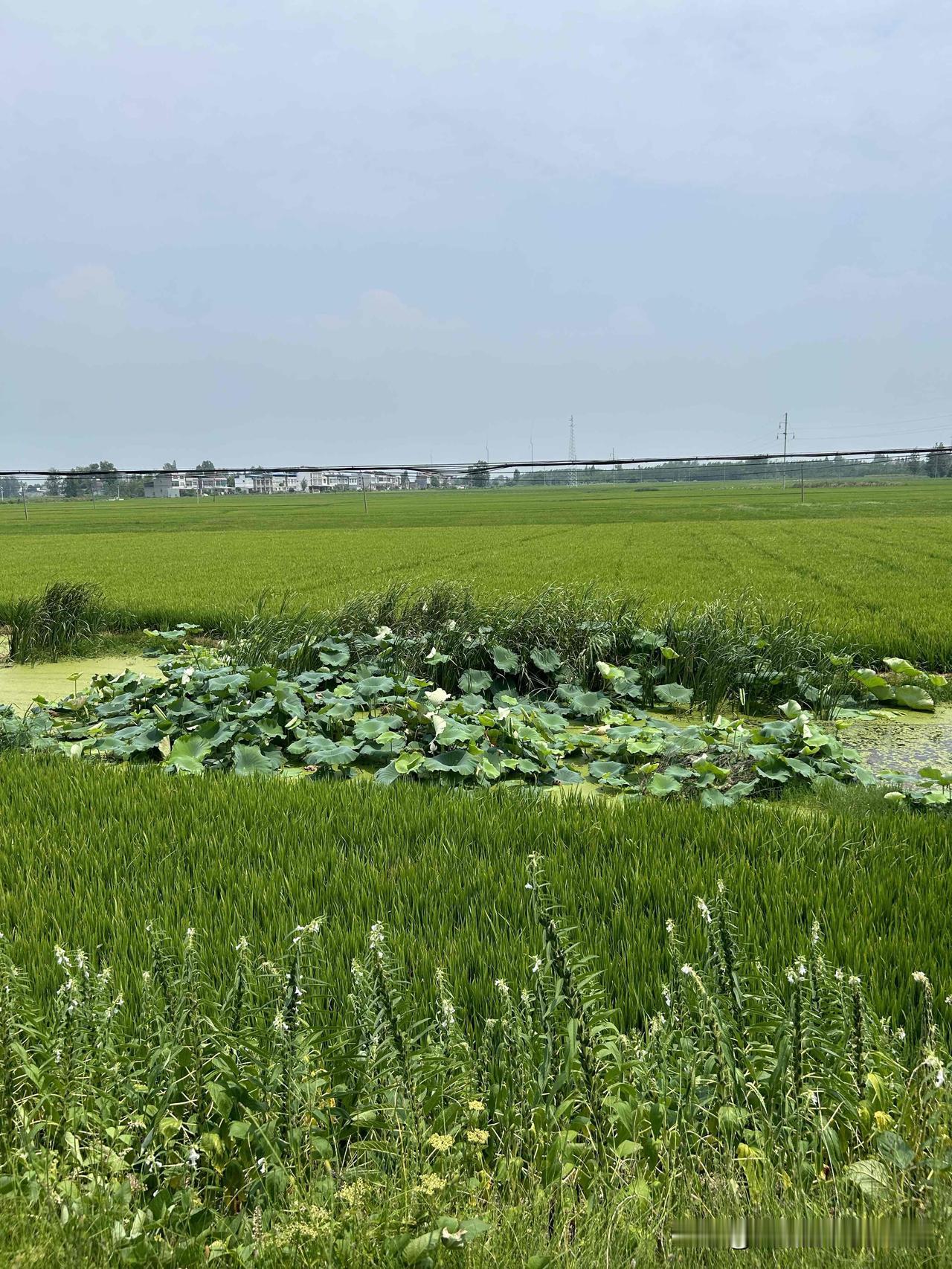 【鹧鸪天·春色】

雨润青檐梦自长，
桃枝陌上旧年妆。
风摇细柳千丝软，
人倚芸