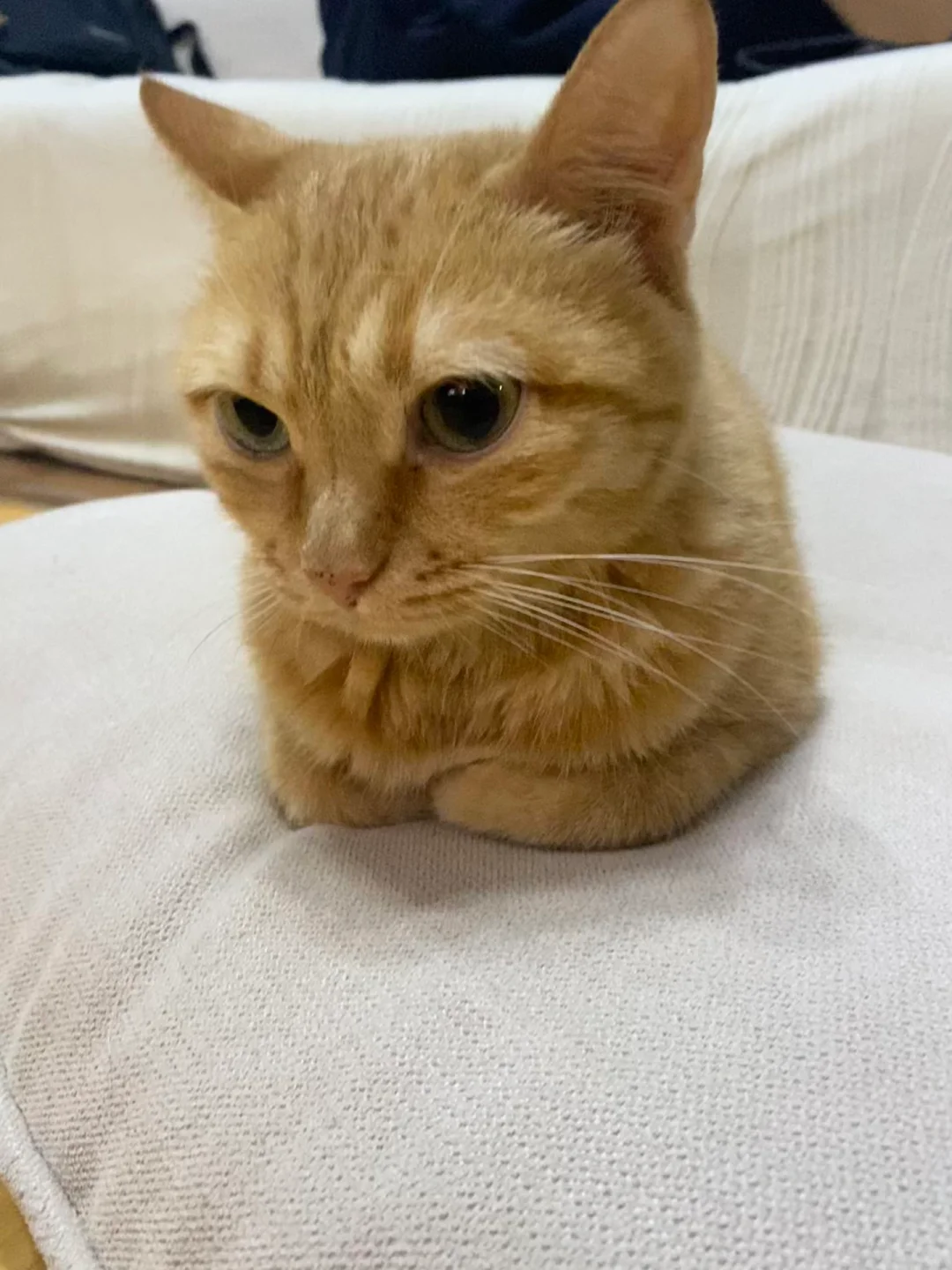 降温啦！猫猫我也换上了母鸡蹲新皮肤