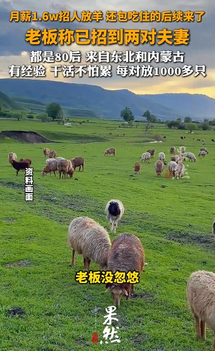 月薪1.6万放羊已有两对夫妻上岗，虽然，这个岗位看上去很诱人，实际上，真不是一般