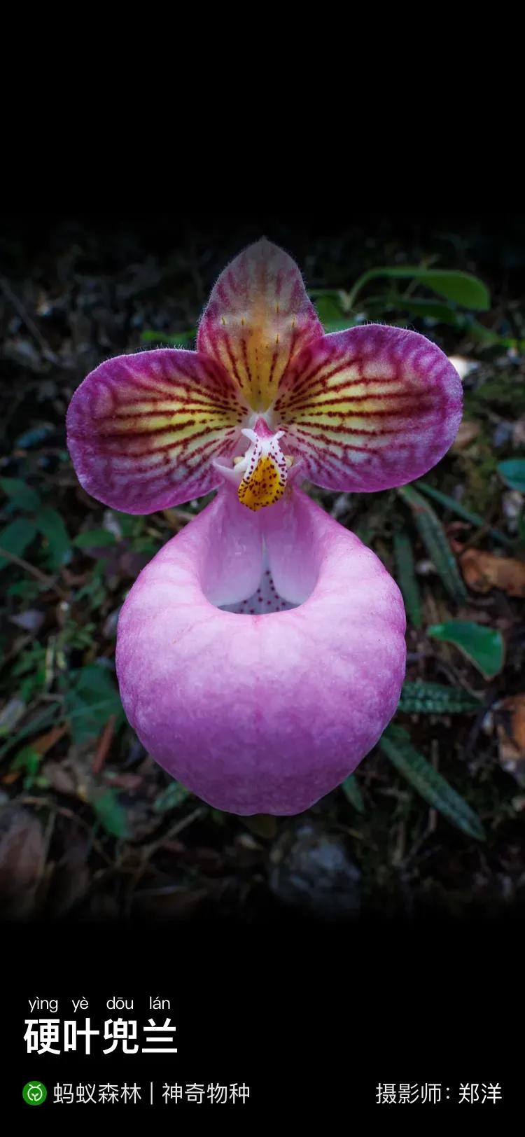 你认识这个花吗？#如何触发国庆评论彩蛋#