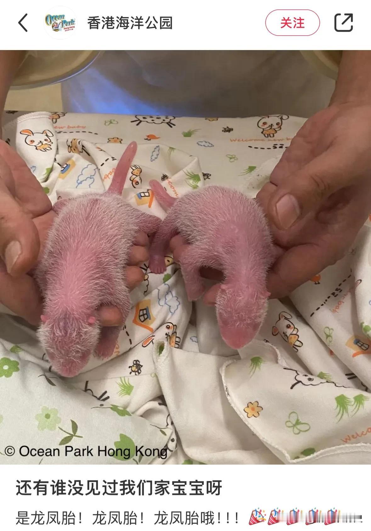 香港大熊猫盈盈生下的龙凤胎和长隆的妹猪有什么么关系？
当然有关系啦！都是盼盼和永