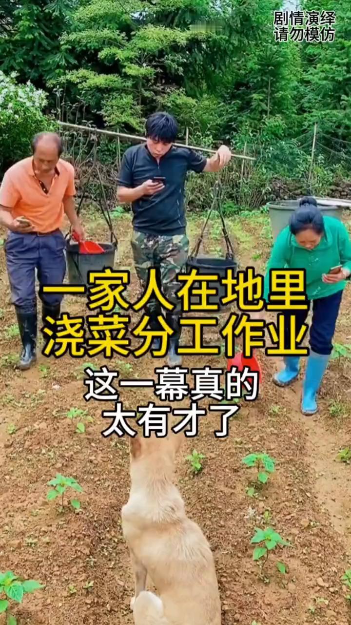 一家人在地里浇菜分工作业，这一幕真的太有才了。
一家人给菜地浇水分工作业，只见他