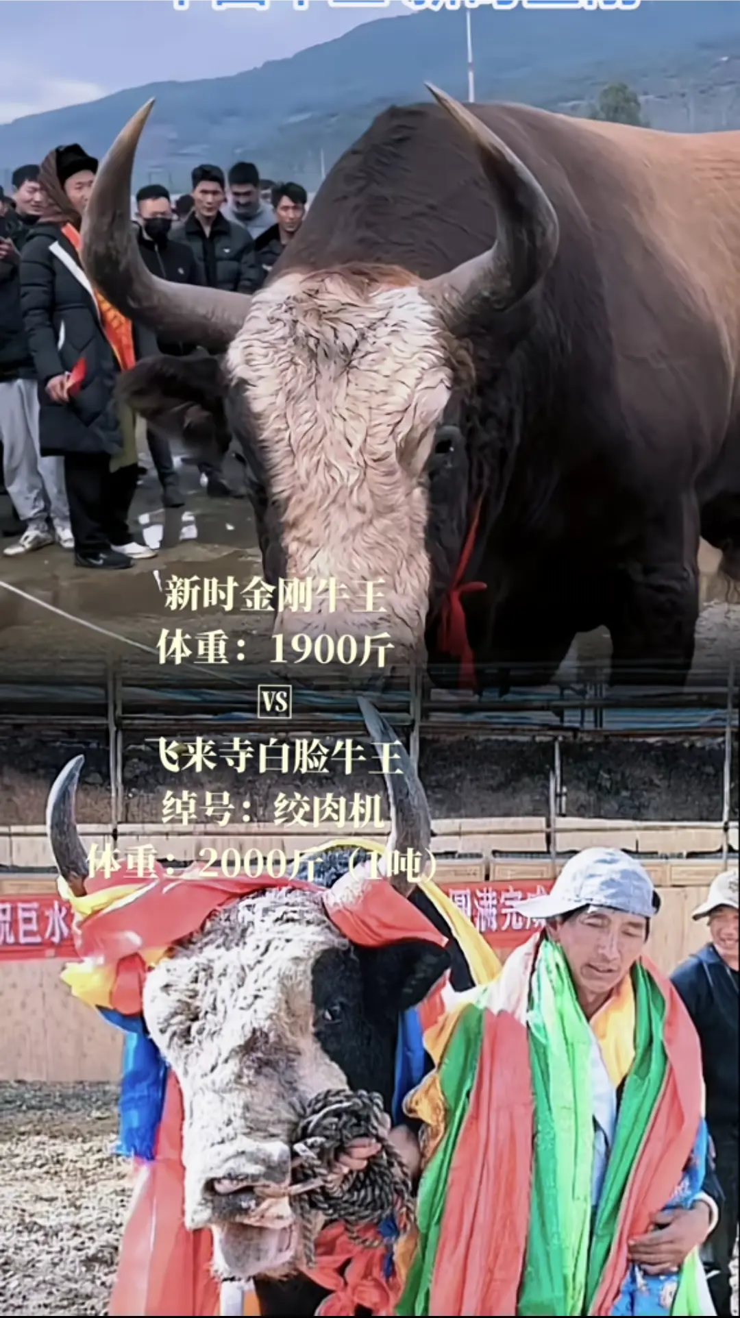 马总正在约