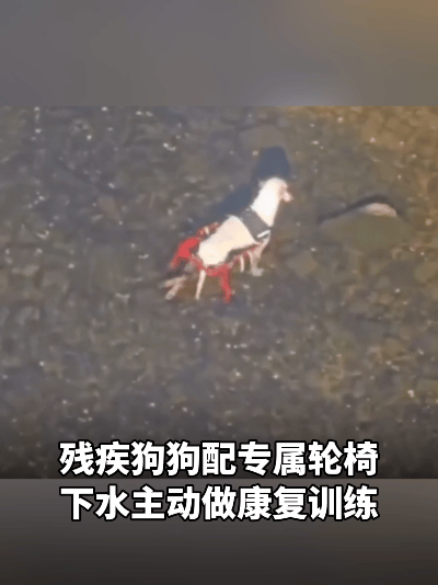 励志又治愈！残疾狗狗拥有专属轮椅，下水后主动做康复训练
 
世间的小美好，往往藏