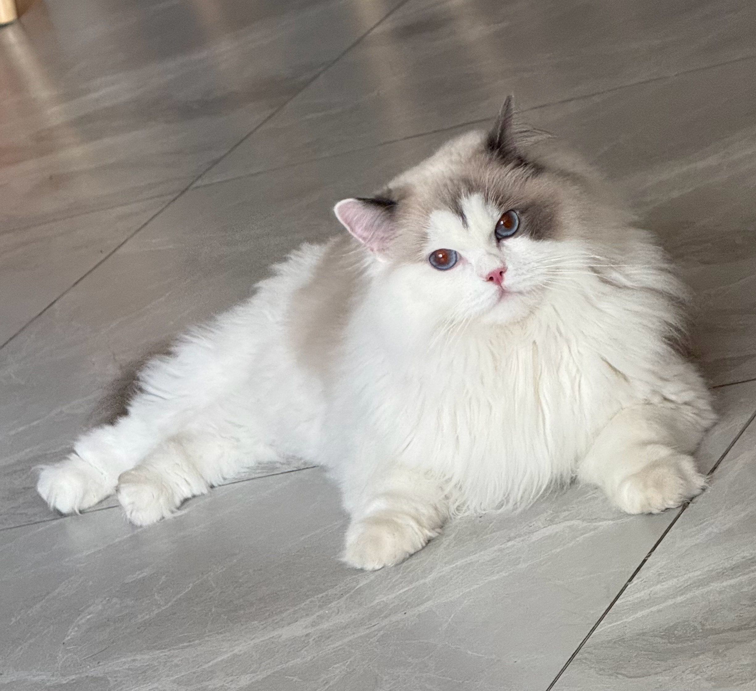 世界上不能没有小猫（如果不老啃我的脚就更好了） 