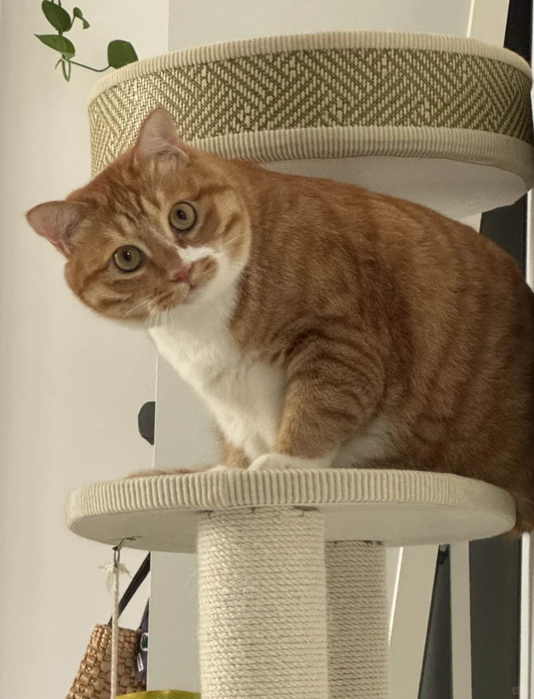 小猫咪的歪头杀