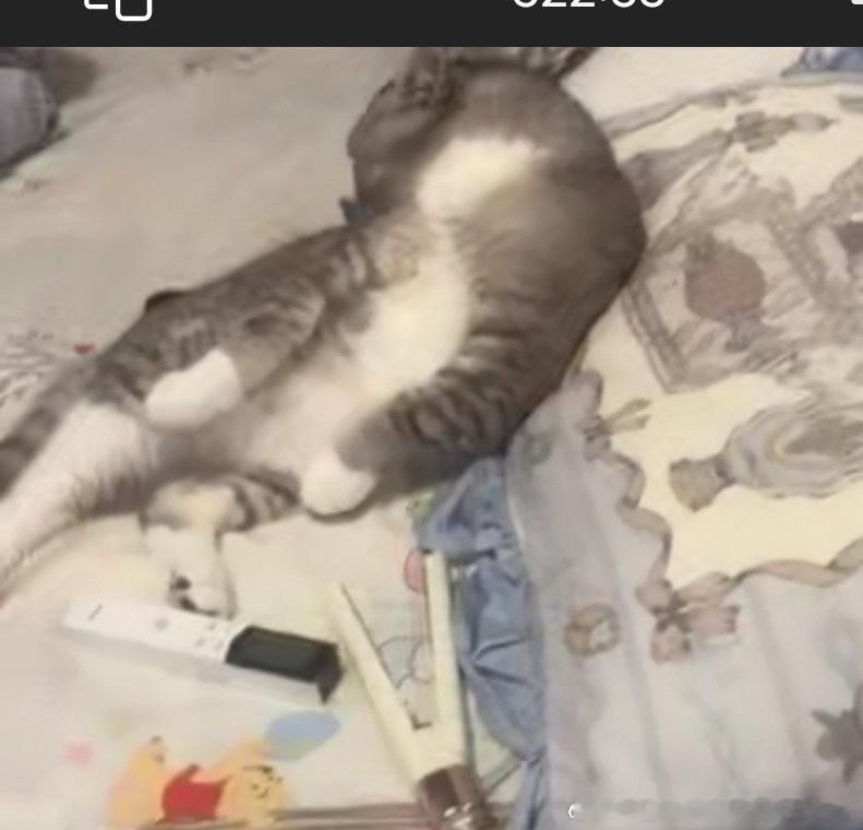 49146【丑猫】这是什么姿势