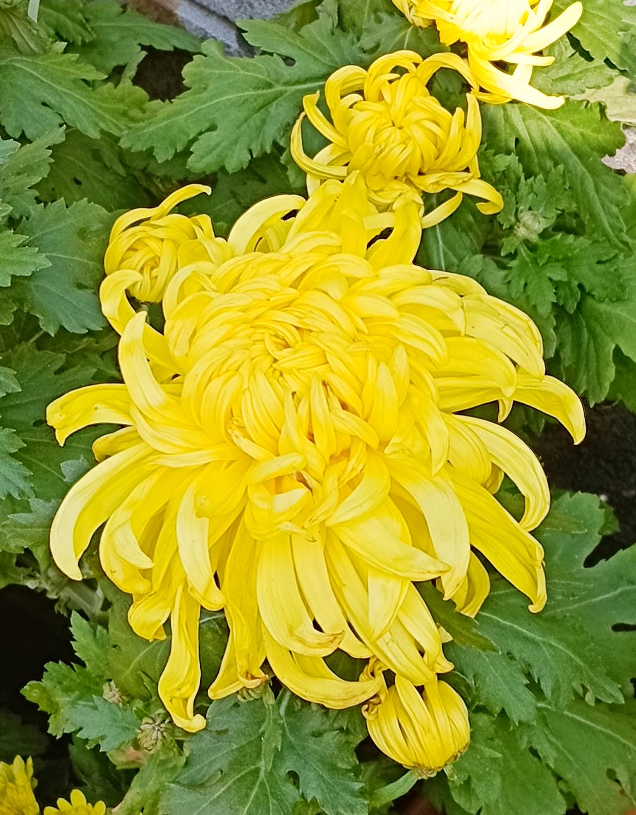 今日气温回升至9—25º，太阳晒得人浑身暖融融的。老伴念叨着，趁这晴好天气，不如