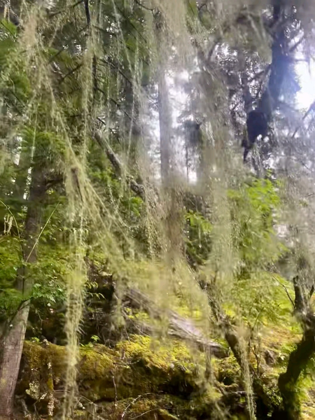 长在树上的胡子是啥AI动画解锁树胡子的奥秘原来大树也能长胡子所以森林里长胡子的树