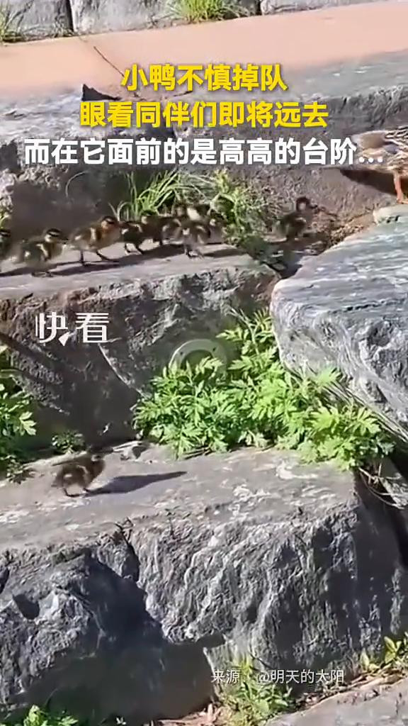 小鸭不慎掉队，眼看同伴们即将远去，而在它面前的是高高的台阶。
快看，小鸭心里着急