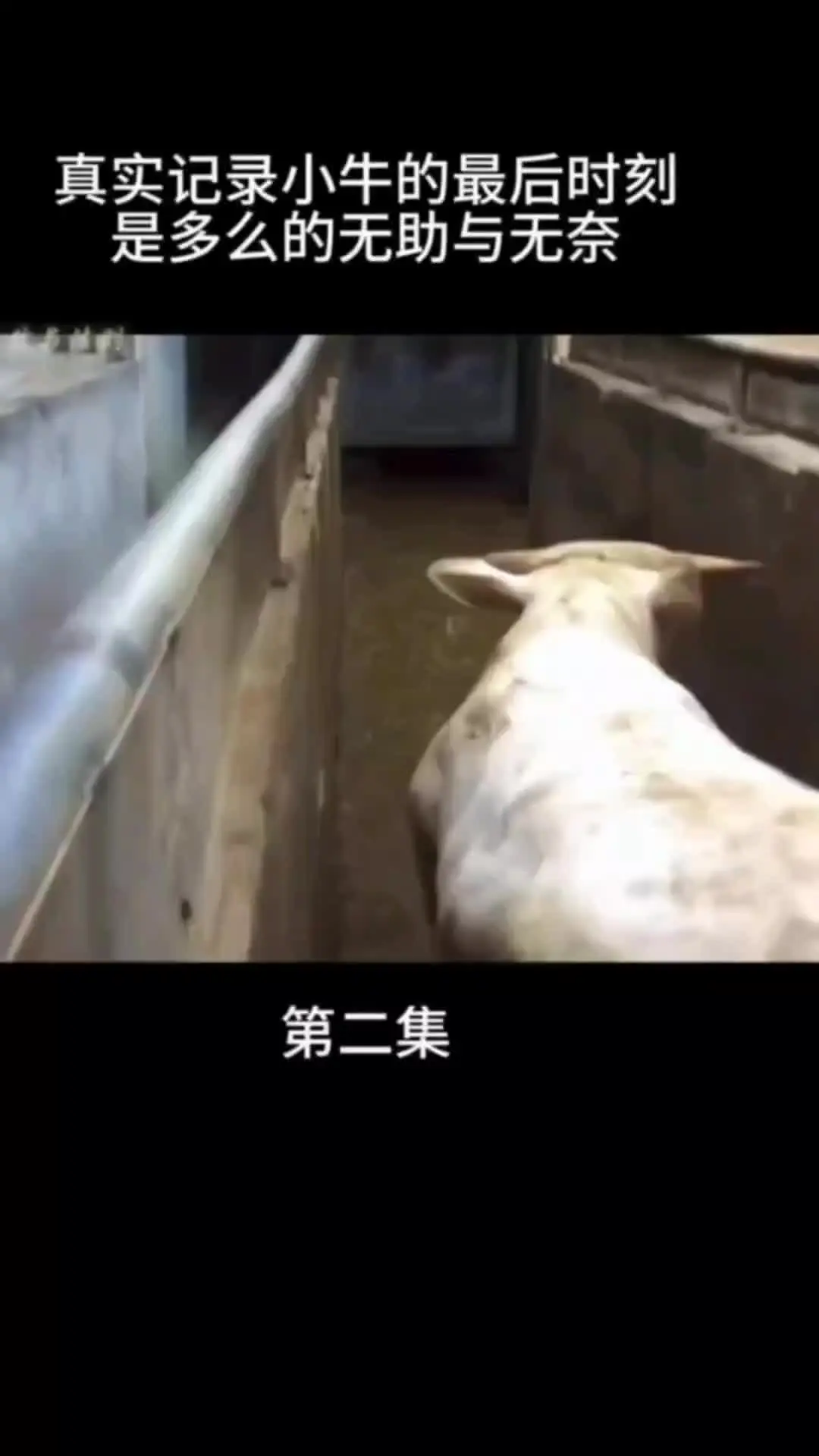 我的观影报告 人与自然和谐共处