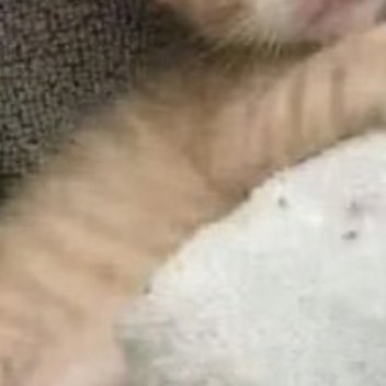 阿夏夏养猫准则 0000急事，慢慢说；大事：想清楚说；小事，幽默说；做不到的事，