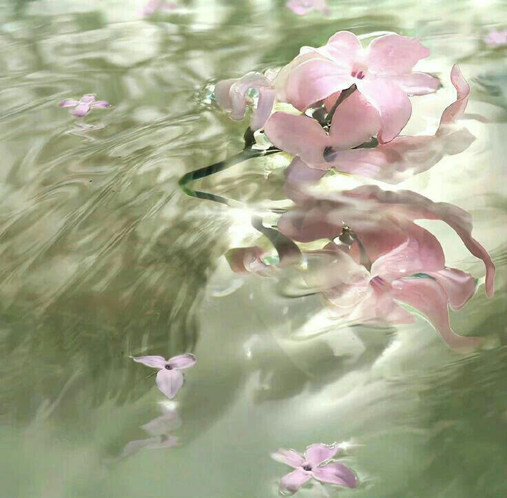 𝑺𝒉𝒂𝒓𝒆｜春水映梨花高清壁纸｜锁屏壁纸｜无水印｜ins｜低饱和｜审美