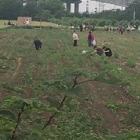 雨后的农民地人气绝对爆棚[击掌][击掌][击掌]

前几天和朋友一起溜达，厂区外