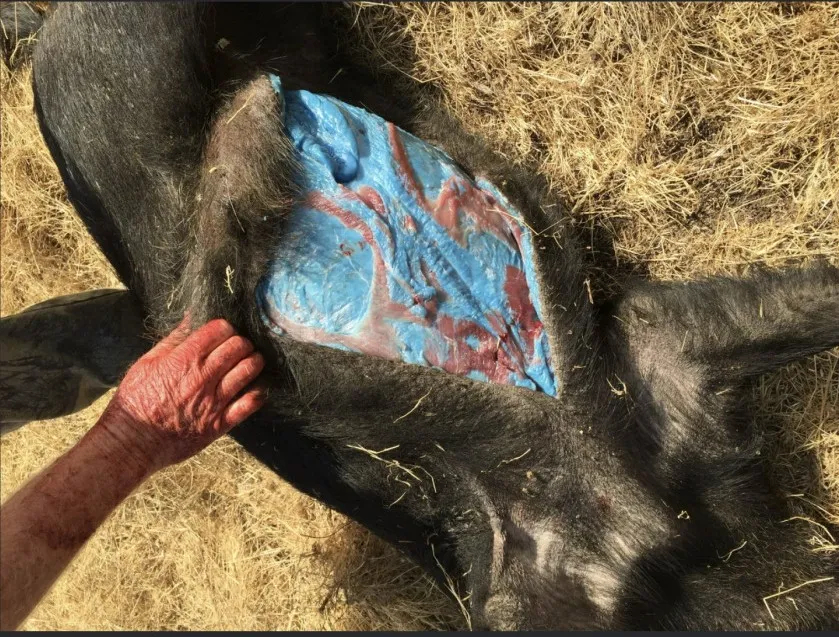 【一地现蓝色猪肉当地政府警告！】今年2月，加州一位工作人员发现一头野猪的腹部竟是