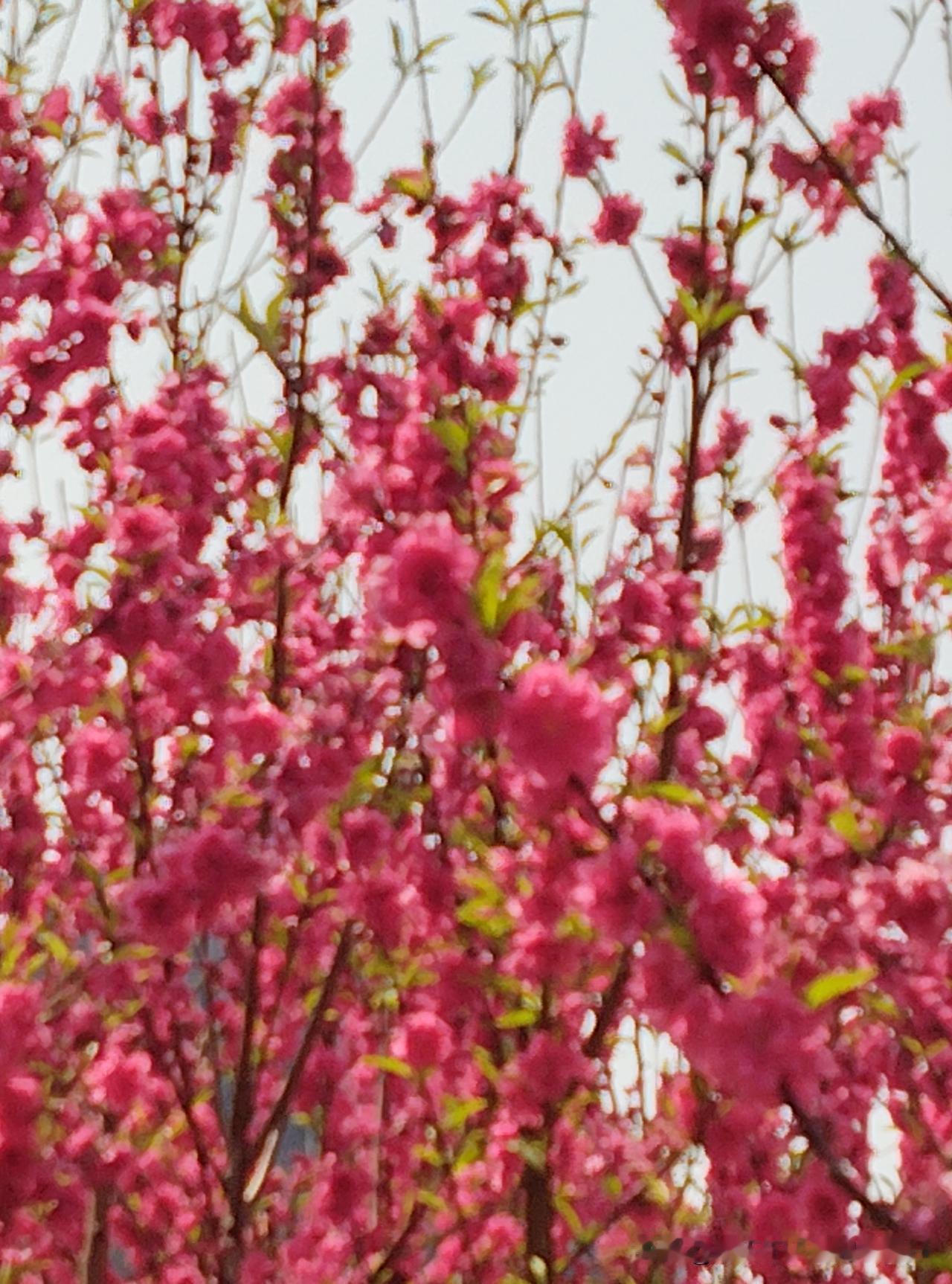 天玄大师说：“家里有单身男女的可以这样祈求姻缘：用9颗红豆放在折叠成三角形的红纸