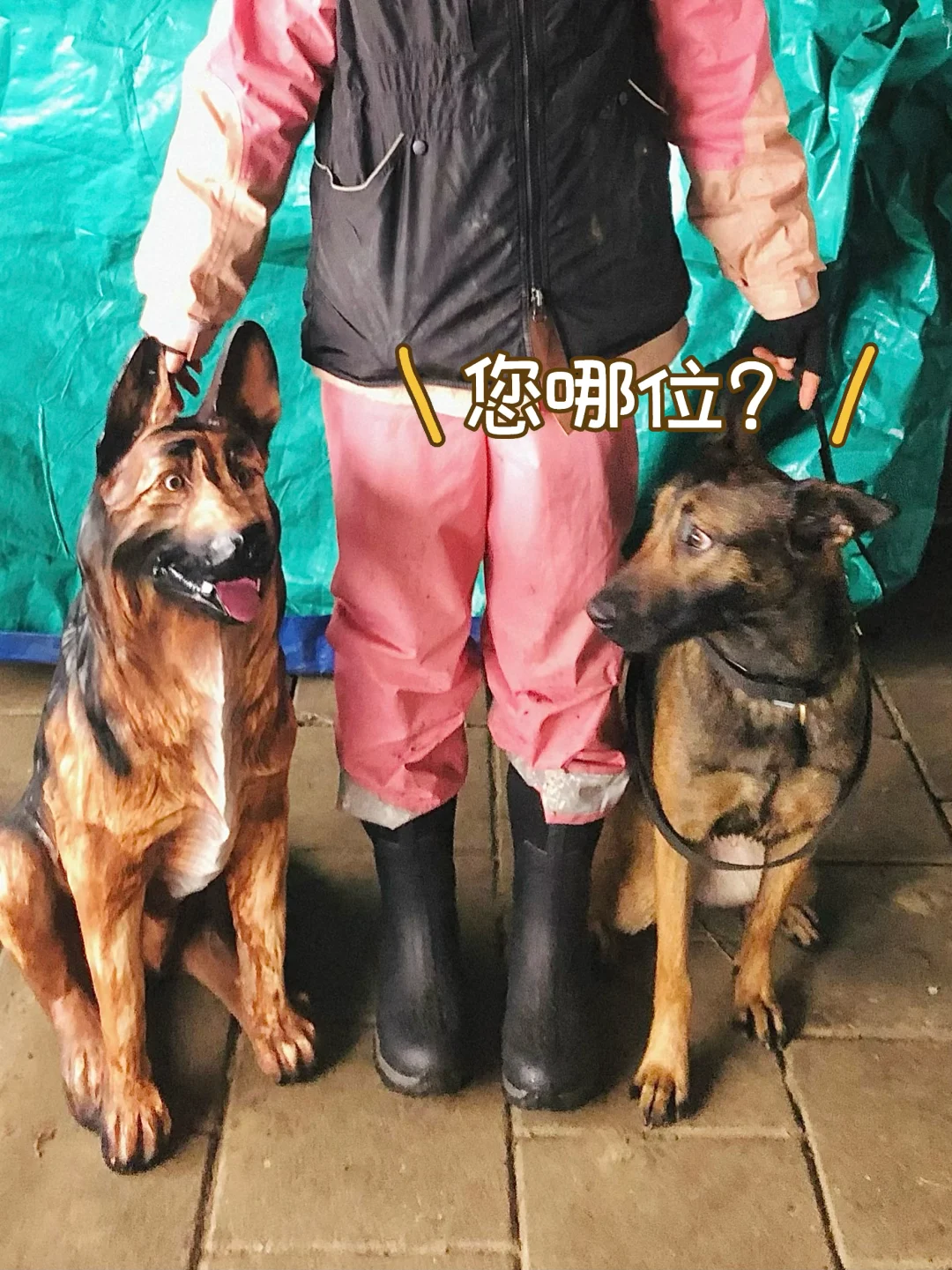 🇳🇱看我左拥右抱