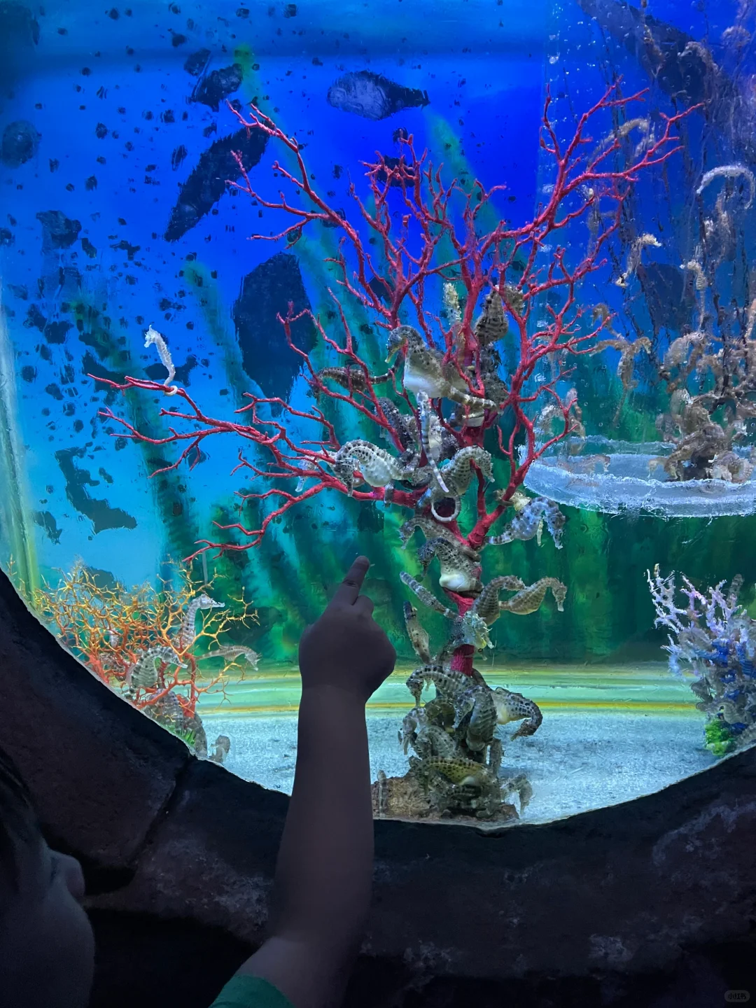 潜入海底🌊福州左海海底世界游玩攻略💯