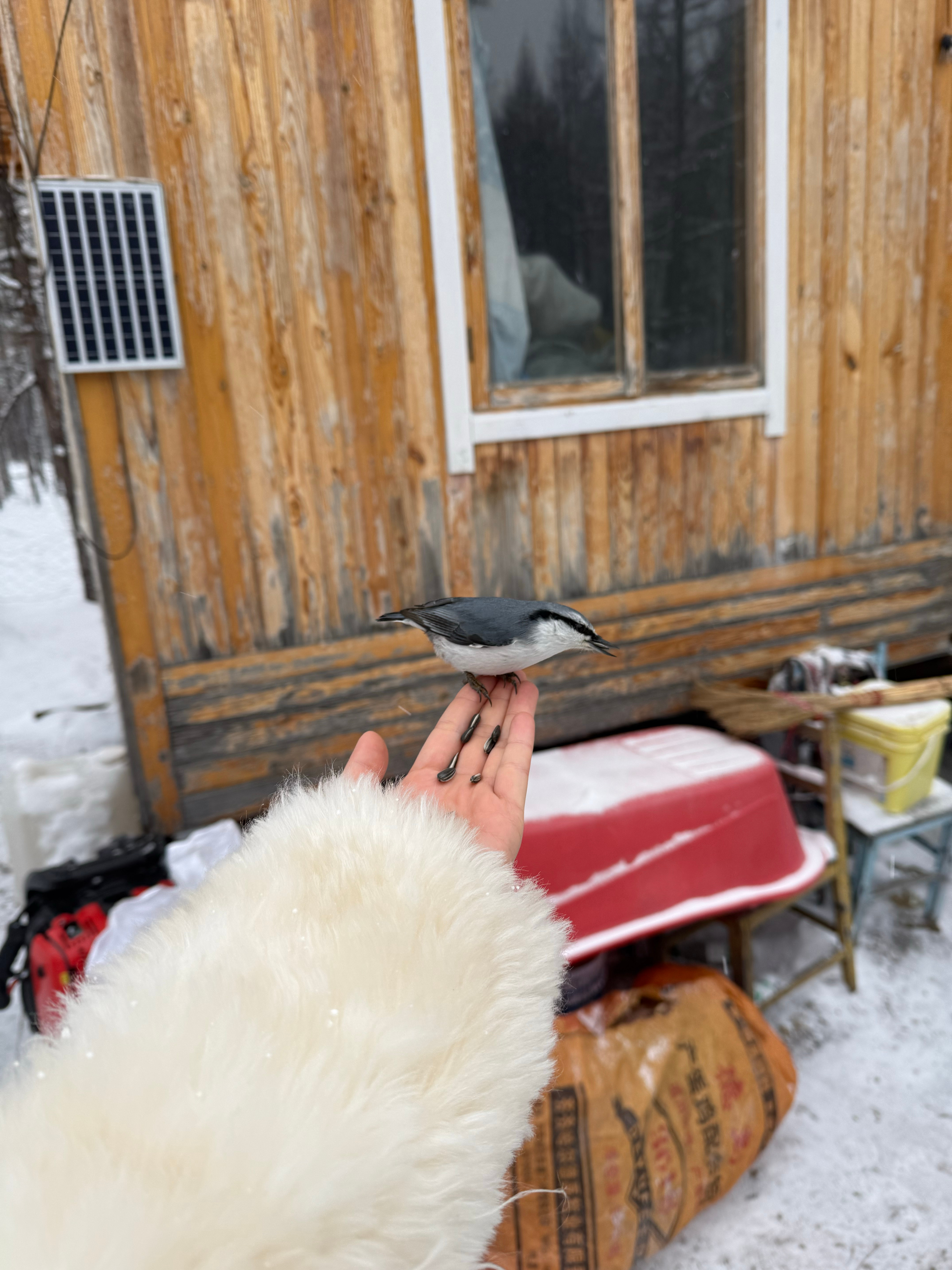 今天去了鄂温克族大哥家里大哥在门口逗鸟，他说这鸟不怕人果然给了一把瓜子这鸟就来了