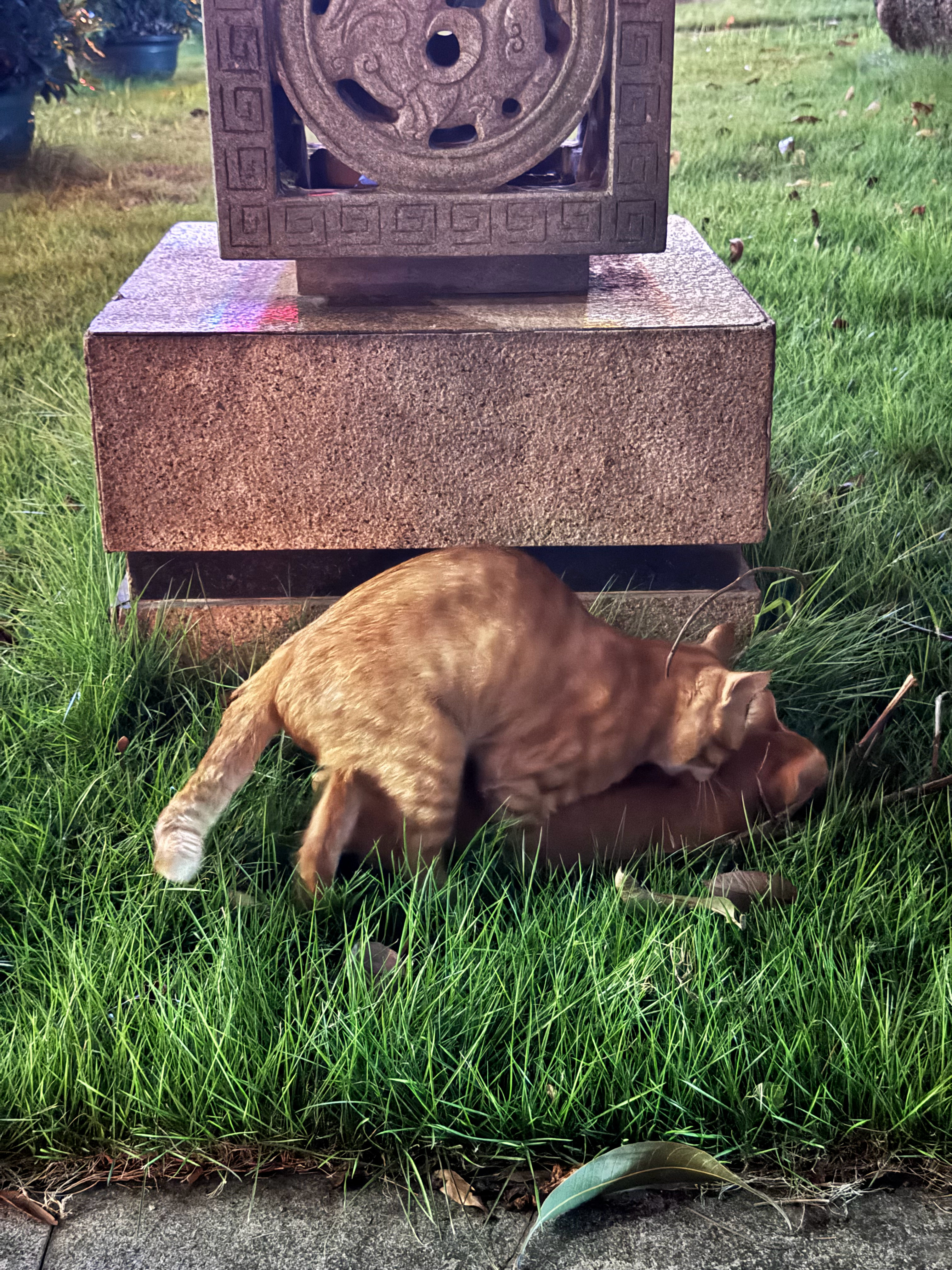 ？我好像有点冒昧了？散步听到猫叫，结果发现了两只猫在嗯嗯 