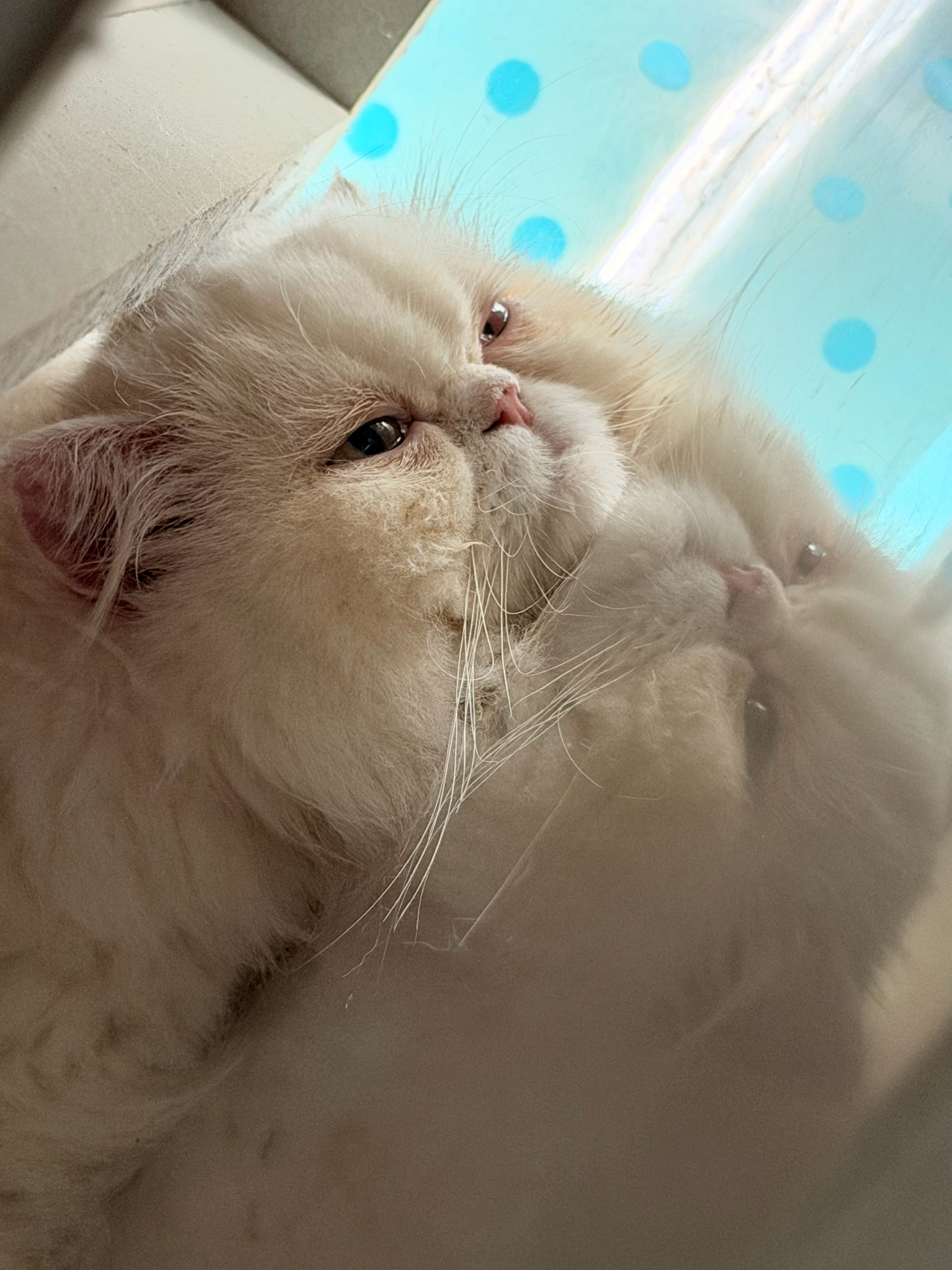 全杭州最忧郁的猫 