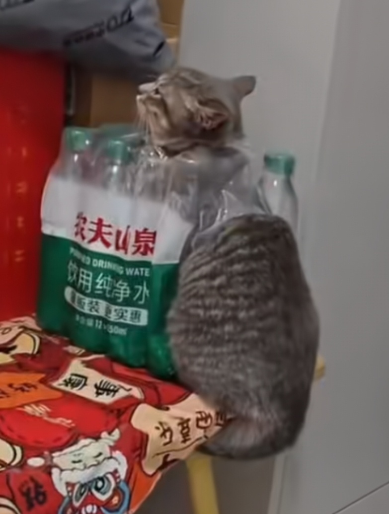 升级为活跃橘猫力